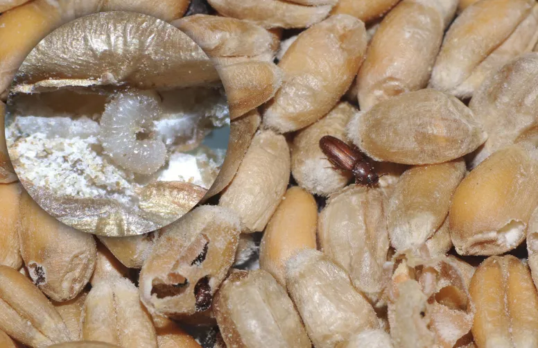 Dans les échantillons recueillis lors de l’enquête d’Arvalis sur les insectes du silo, sylvains dentelés et triboliums roux sont les plus fréquents, tandis que charançons du riz et silvains dentelés sont les plus abondants.