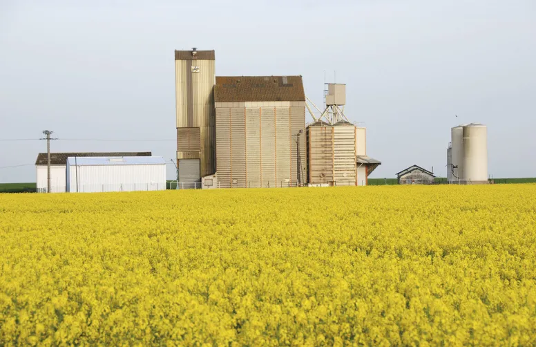 Le colza stocké n’est pas exposé aux infestations d’insectes, ce qui justifie que les LMR d’insecticides de stockage dans les lots soient très faibles.