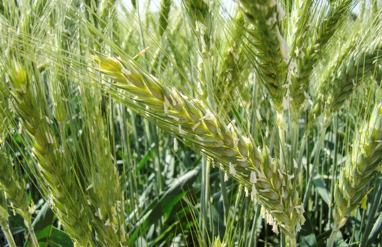 26 % des surfaces de triticale sont cultivées en mélanges