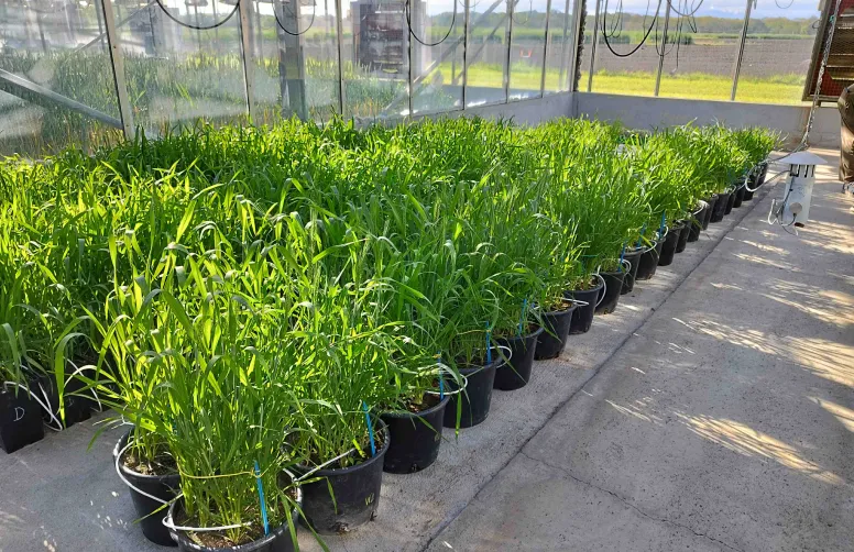 L’essai d’hybridation entre la variété australienne Wagaan et cinq variétés françaises a été réalisé dans les serres de la station ARVALIS de Montardon (64).