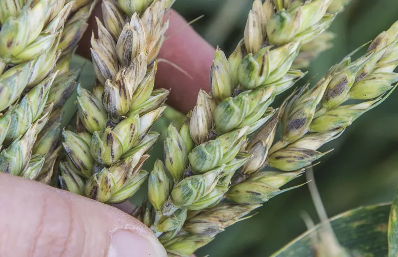 Deux espèces du genre Fusarium, F. graminearum et F. poae, sont à l’origine de fusariotoxines contaminant les blés français.