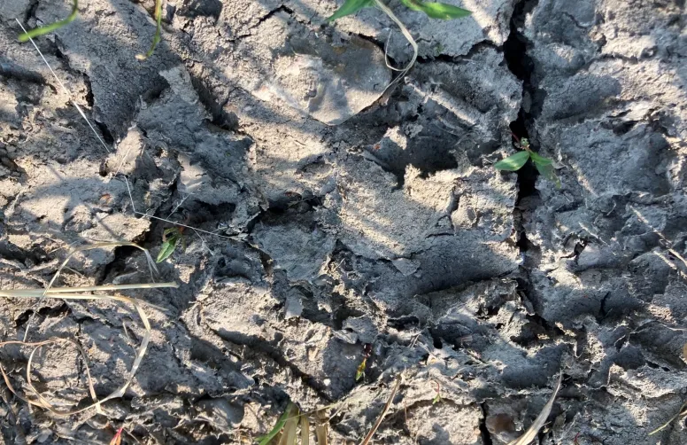 El Niño affecte négativement le rendement du maïs dans certaines régions du monde