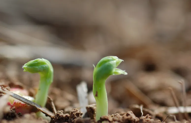 Dépasser la date limite de semis peut compromettre la réussite de la culture de protéagineux d’hiver