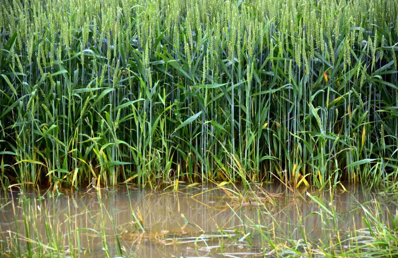 L’Association Française d’Agronomie effectue un point complet sur la gestion de l'eau en agronomie