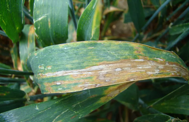 Les SDHI entrent dans la composition des produits fongicides céréales.