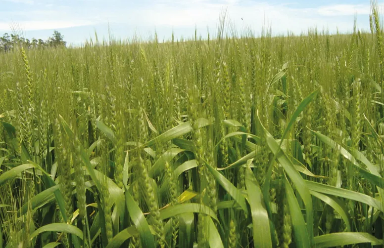 De plus en plus de pays autorisent l’importation de farine de blé HB4, blé OGM rendu résistant à la sécheresse et au glufosinate d’ammonium.