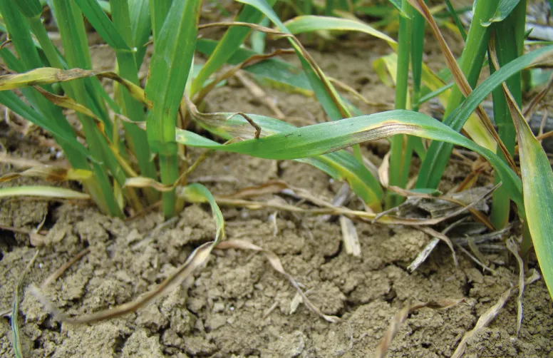 La gamme des matières actives disponibles en 2024 sera identique à celle de 2023,