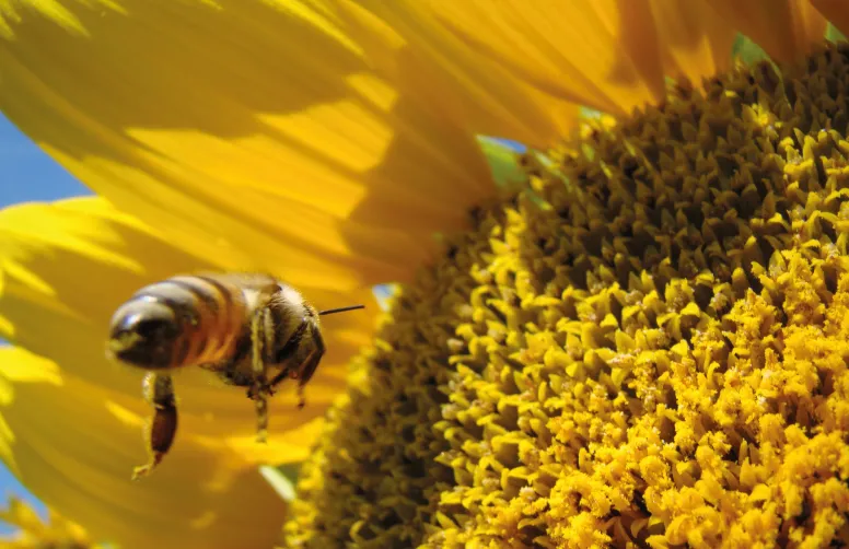 Les services fournis par la biodiversité agricole ne sont en général pas anecdotiques