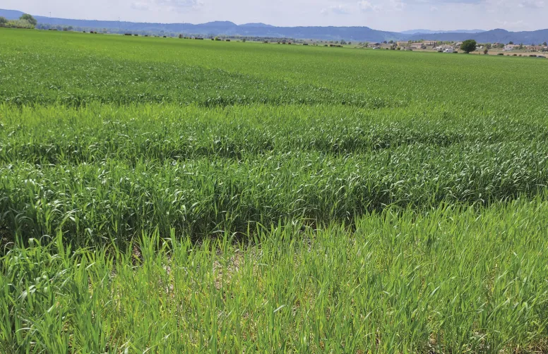 Dans les parcelles en ACS, la présence de résidus en surface peut retarder la minéralisation de l’azote du sol.