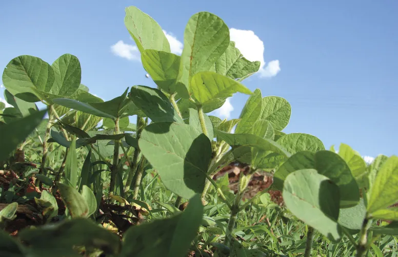 Le projet INSERER LES vise à insérer les légumineuses à graines dans les systèmes alimentaires et de culture.