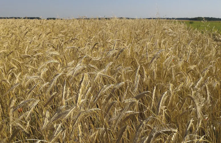 La production française de triticale, de 1,68 millions de tonnes en 2023, est orientée à la hausse. Le développement de variétés plus tolérantes aux stress biotiques et abiotiques est donc de première importance.