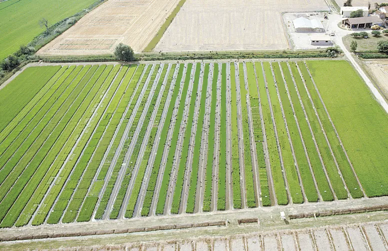 Les remontées de sel occasionnées par le changement climatique impactent la production de riz, cultivé essentiellement en Camargue. Le projet TOMMATES permettra d’identifier des opportunités de rotations permettant d’adapter la culture à ces contraintes.