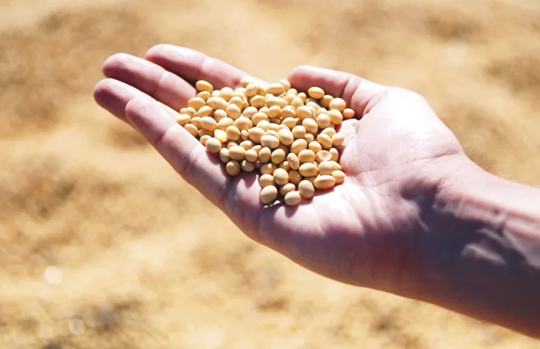 Plusieurs éléments de contexte sont pourtant favorables au soja made in France : les enjeux de la décarbonation, la souveraineté protéique, la diminution des impacts environnementaux via des cultures économes en intrants, la PAC…