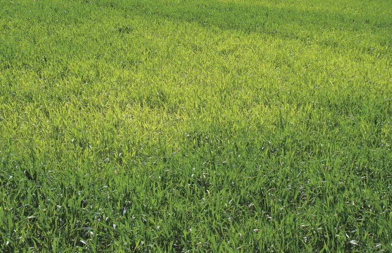 Comme la carence en azote, une carence en soufre en céréales à paille se traduit par des taches irrégulières vert pâle à jaune, mais ici ce sont les jeunes feuilles qui sont touchées.