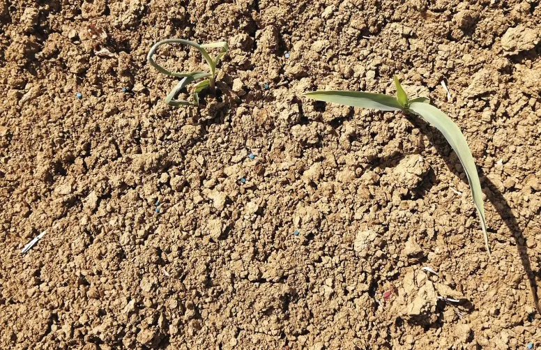 Les maïs doux et maïs semences sont particulièrement exposés aux phytotoxicités (ici effets de chlore sur maïs semences), tout comme les maïs grains et fourrages dans les sols filtrants ou hydromorphes.