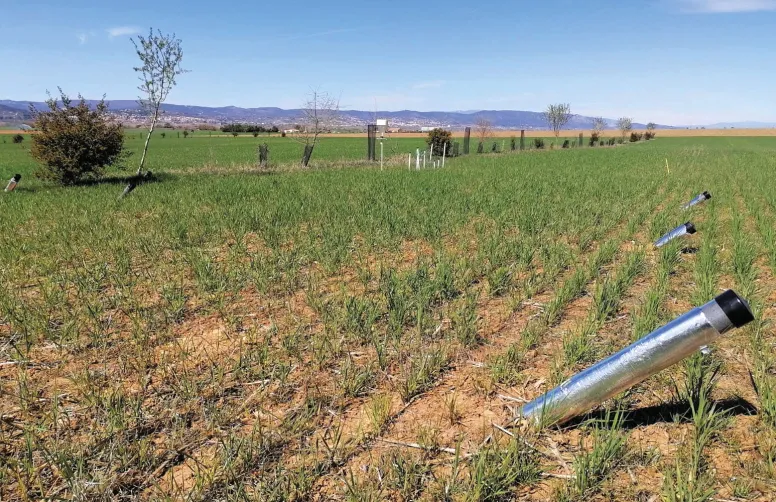 Le projet CLIMAF-PACA mobilise un ensemble d’outils et de technologies pour mesurer le microclimat à différentes distances des haies, et évaluer l’impact de celles-ci sur le développement des céréales.