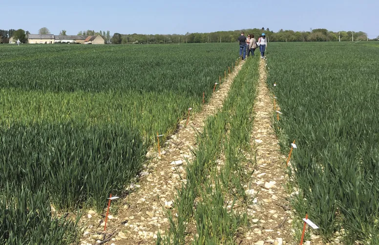 à l’échelle du réseau expérimental 2023, le réseau CHN-conduite a permis en moyenne de diminuer la dose de 12 Kg N/ha.