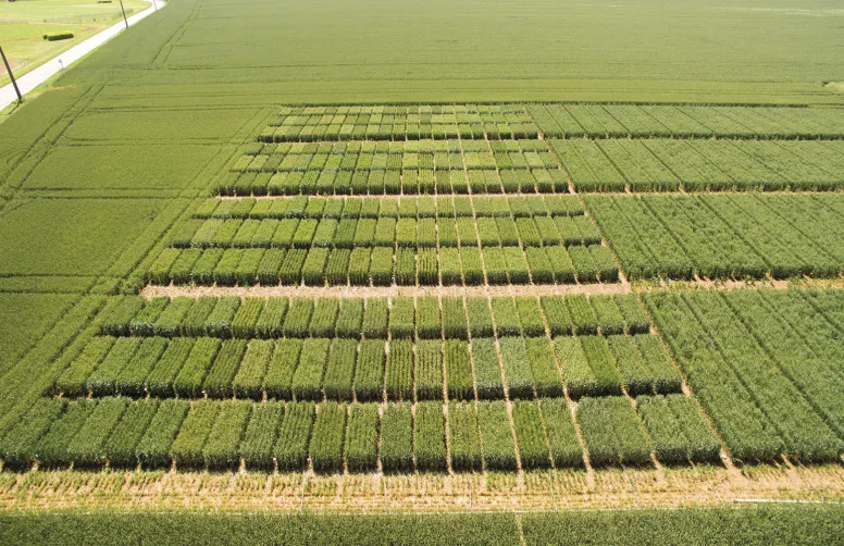 Relever les défis climatiques, économiques et sociétaux, tout en assurant la compétitivité des céréales à paille françaises, sont autant d’enjeux qui reposent notamment sur le levier génétique. Mais le processus pour aboutir à de réelles innovations est long. Rappel sur les différentes étapes que traversent les variétés avant de rejoindre les semoirs.
