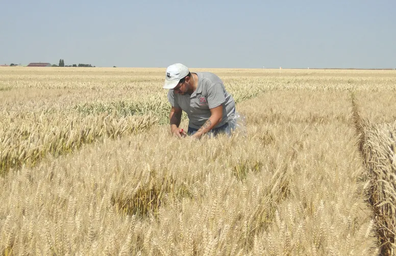 Le progrès génétique sur le rendement des céréales à paille est évalué grâce aux données historiques issues de 40 ans de suivi des variétés en post-inscription.