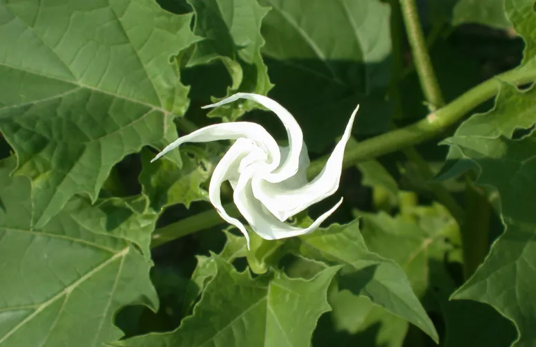 Datura : 10 idées reçues sur ce fléau des cultures