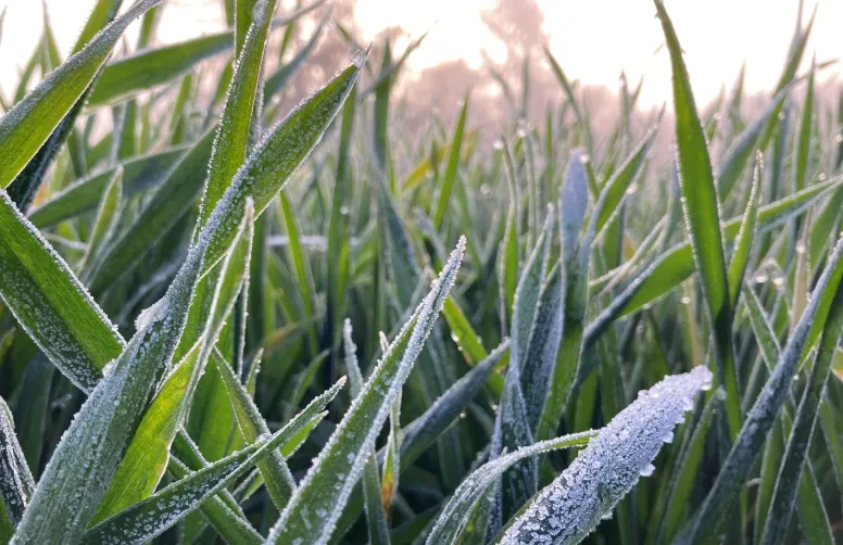 Les céréales à paille disposent de capacité de résistance au gel