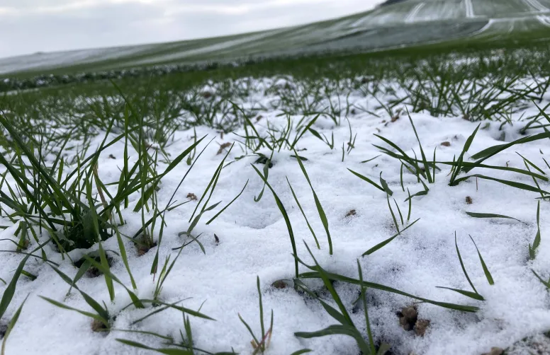 En cas d'application tardive d'herbicide, la prudence s'impose