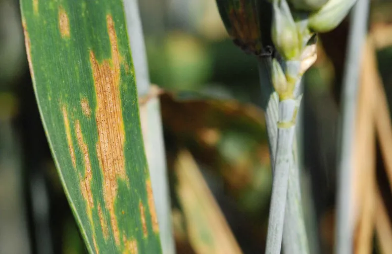 A l’échelle de la France, la note moyenne de résistance a la septoriose des variétés cultivées a progressé de + 1,1 en 17 ans