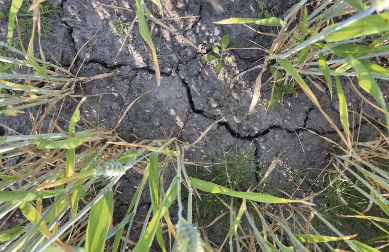 CLIMABOUL devrait permettre une meilleure connaissance de l’impact de l’élévation de la température sur la qualité du blé.