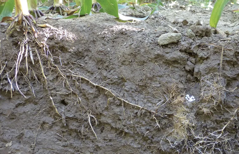 Plus de 3000 gènes de plantes dont l’action affecte les racines et leurs interactions avec le sol.