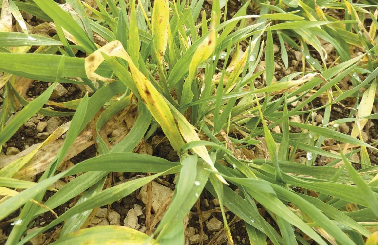 Sur variétés d’orges sensibles, la jaunisse nanisante de l’orge provoque le jaunissement des feuilles et la nanification de la plante - d’où son nom.