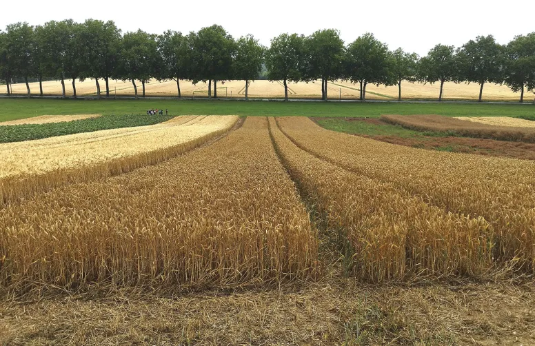 La triple performance économique, environnemental et de productivité des systèmes innovants Syppre est étudiée en comparaison aux pratiques habituelles dans les territoires où ils sont implantés.