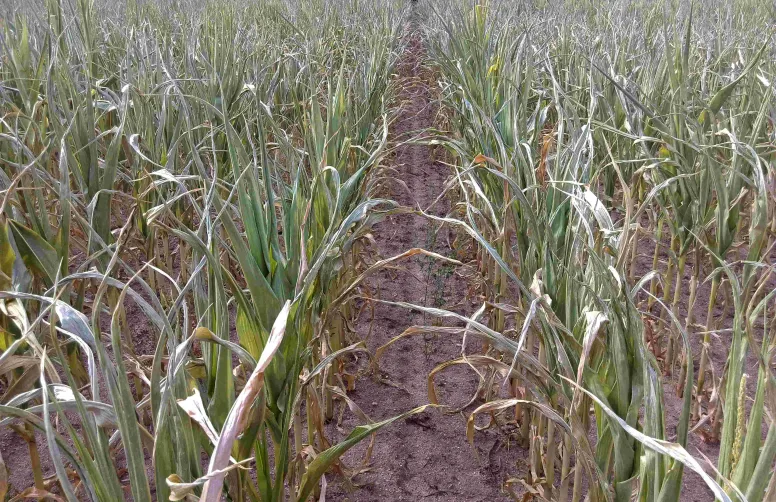 Stress hydrique sur feuilles de maïs. La grande majorité des cultures verra ses conditions de production détériorées  par le changement climatique.
