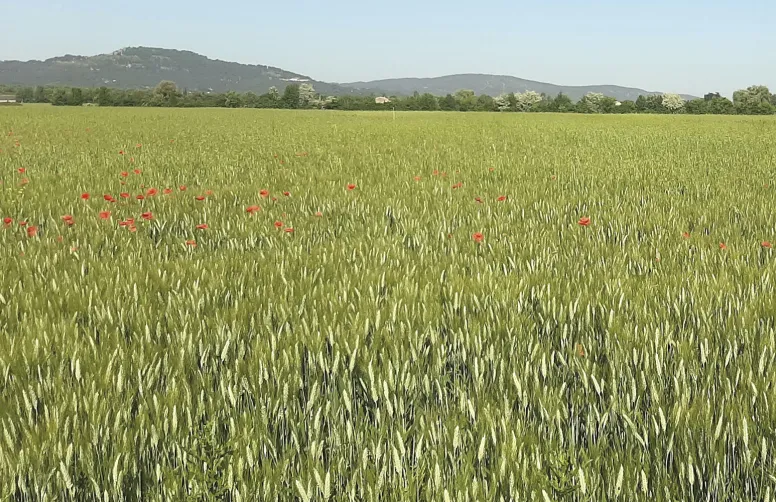 Le projet BIODUR-PACA s’appuie, entre autres, sur un observatoire de mesures dans des parcelles de blé dur bio cultivées par des agriculteurs.