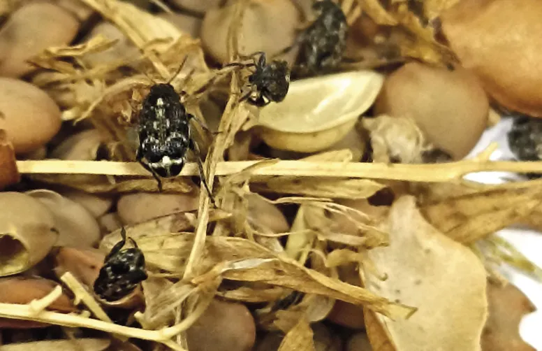 Dans les bassins français de production de lentille, la présence de la bruche fragilise la filière : jusqu’à 60 % des graines peuvent être bruchées.