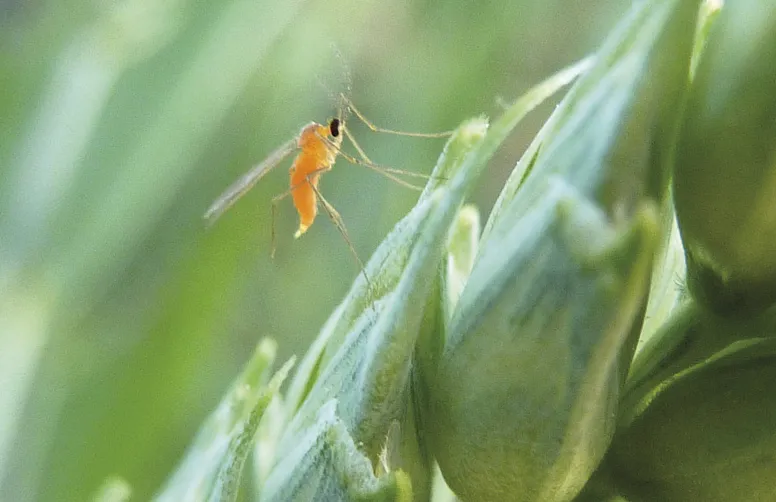 L’adulte est un minuscule moucheron présent généralement à partir du mois de mai et qui peut pondre ses œufs de l’épiaison jusqu’à fin floraison.