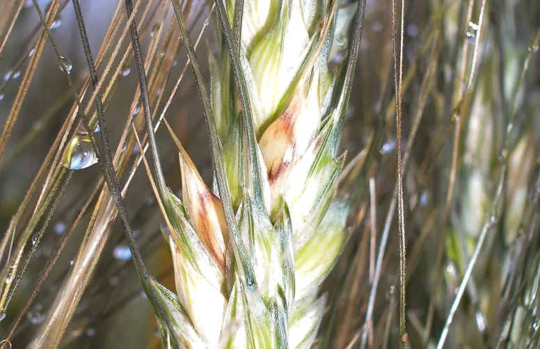 L'objectif de la double fente est d'augmenter la couverture des épis par la bouillie phytosanitaire.