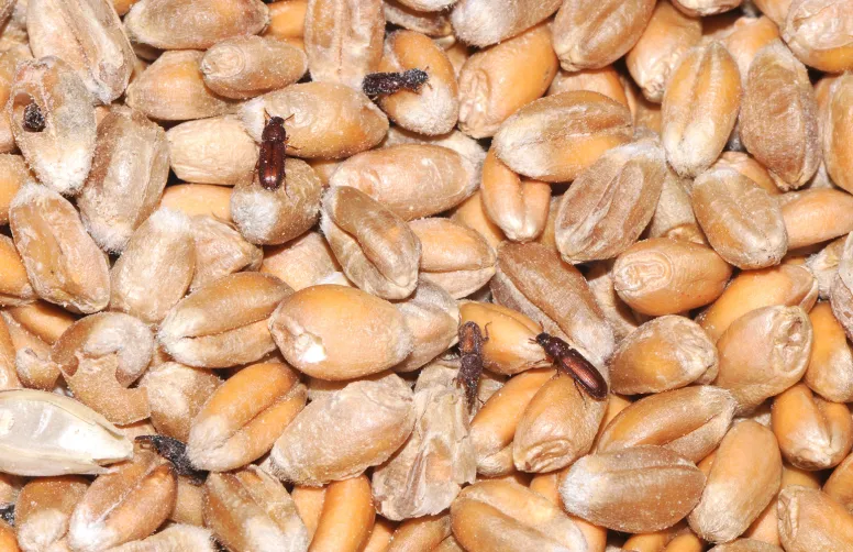 Les insectes du stockage ne viennent pas du champ