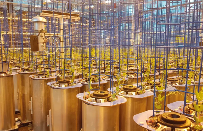 Sur la plateforme « 4PMI » d’INRAE-Dijon, les plants de pois de printemps sont cultivés en Rhyzotubes pour étudier leur système racinaire.