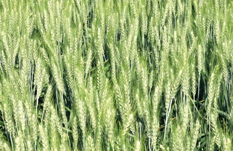 En 2023, le paysage des variétés BAF cultivées en Centre-Île-de-France-Val de Loire était largement dominé par Rebelde (37 % des surfaces) et Forcali (20 %).