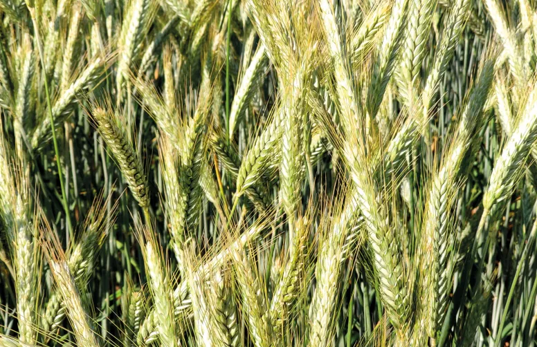 Chez le triticale, la résistance variétale est une méthode de lutte efficace pour gérer l’oïdium et la rouille jaune.
