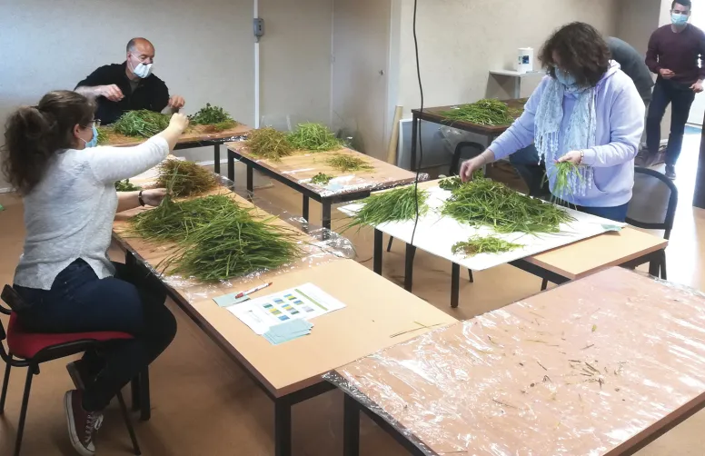 Le tri par famille botanique révèle une disparition des légumineuses après deux ans de fertilisation avec des effluents d’élevage, mais ceux-ci produisent pourtant plus d’énergie et de protéines à l’hectare.