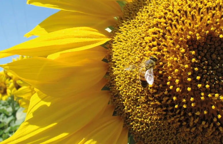 La biodiversité ordinaire rend des services écosystémiques à l’agriculture. APPRIVOISE doit permettre d’évaluer les potentiels de biodiversité sur les exploitations agricoles.