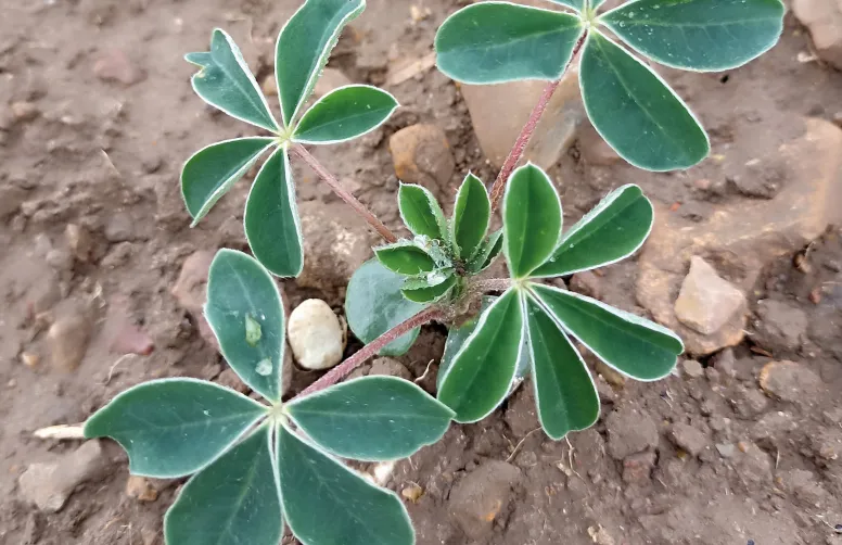 Bien que quatre variétés de lupin d’hiver figurent au Catalogue français, deux sont principalement multipliées et cultivées : Orus et Magnus.