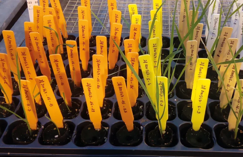 Le projet MOSADURUM a développé un nouveau matériel génétique de blé dur ayant intégré des facteurs de résistance aux mosaïques provenant du blé tendre - une démarche innovante !