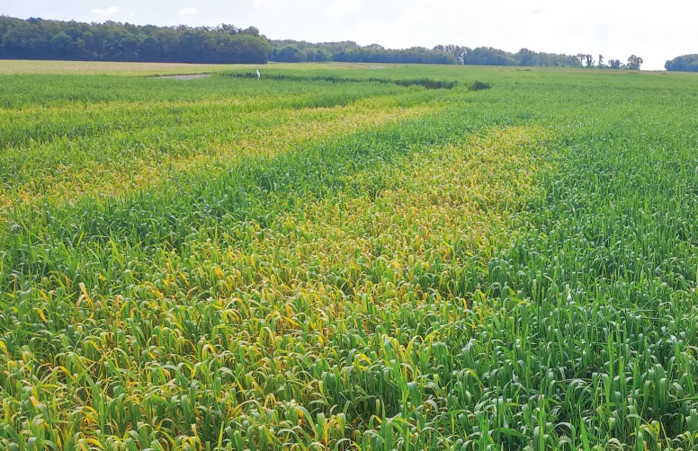 Un mauvais rinçage engendre un risque de phytotoxicité sur la culture suivante.