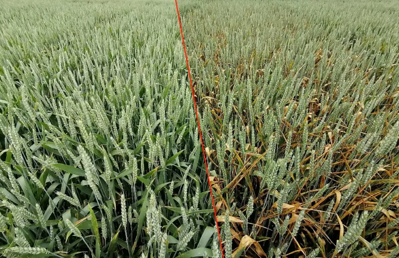 Témoin Traité/non traité dans un essai maladies à Ouzouer-le-Marché, mai 2024