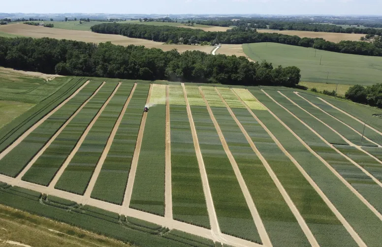 La station Arvalis de Montaut-les-Créneaux réalise ses essais dans des parcelles d’agriculteurs, en collaboration avec les coopératives locales.