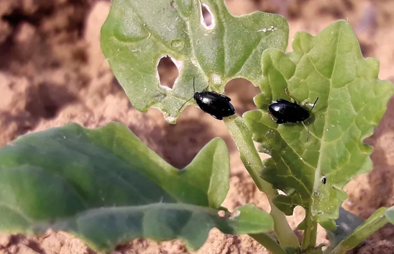 Terres Inovia et ses partenaires ont évalué en colza l’effet d’associer à la variété d’intérêt une faible proportion d’une variété censée attirer davantage les altises dans le but de limiter les dégâts de ces insectes.