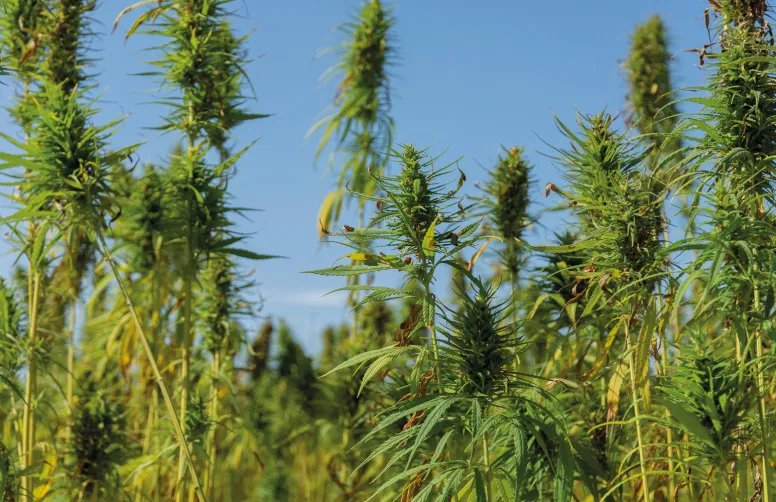 Le THC, substance psychoactive, est présent dans le chanvre à des teneurs plus ou moins élevées selon l'espèce cultivée.