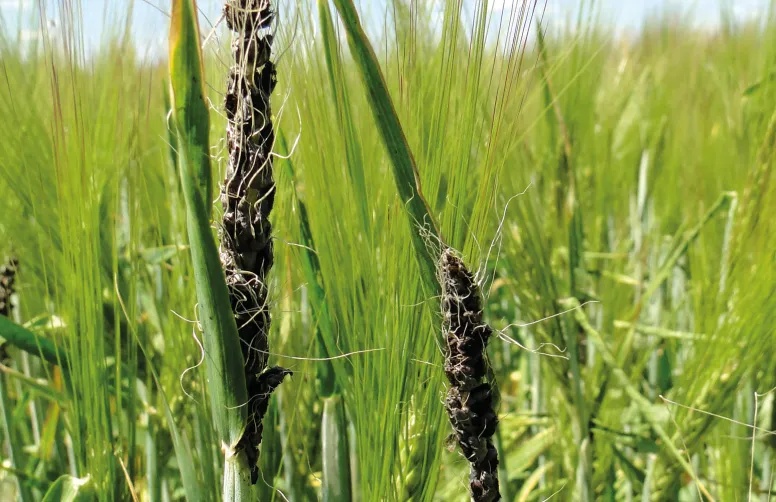 Le charbon nu de l’orge se manifeste seulement après l’épiaison : les grains en formation sont remplacés par la masse noire des spores d’Ustilago nuda.